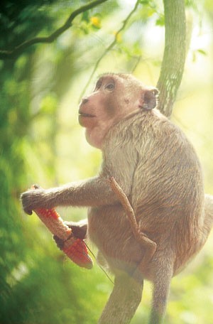 Sau đó, khỉ đầu đàn phát hiệu lệnh cho cả đàn vào ăn bắp.